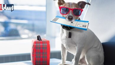 ورود حیوانات خانگی به امارات