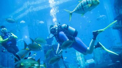 دیدن حیوانات در دبی