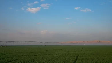 امارات بخش بزرگ تری از صحرا را سبز خواهد کرد