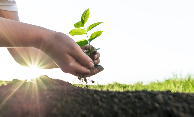 28 هزار درخت جدید در دبی کاشته می شود