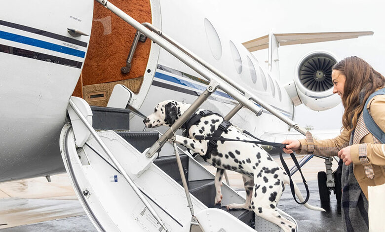 سگ ها در دبی می توانند با جت اختصاصی پرواز کنند