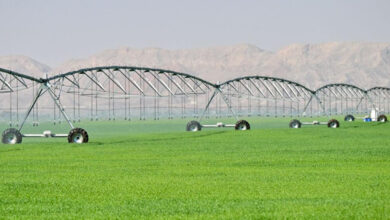 مزرعه گندم ارگانیک شارجه در صحرا وارد دومین سال خود می‌شود