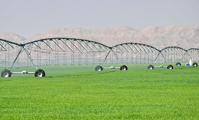 مزرعه گندم ارگانیک شارجه در صحرا وارد دومین سال خود می‌شود