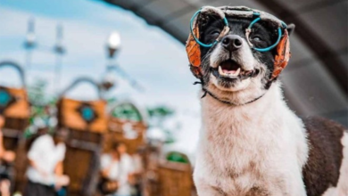 فستیوال محبوب سگ‌ها در دبی