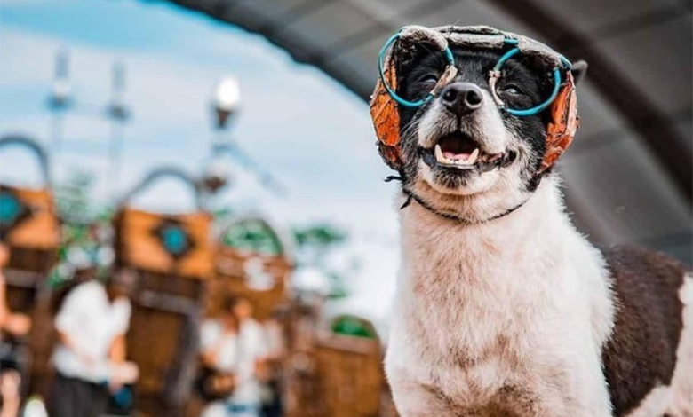 فستیوال محبوب سگ‌ها در دبی