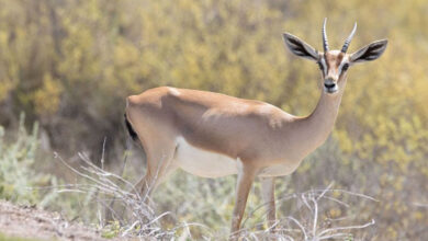 ابوظبی جایزه پایتخت محیط زیست کشورهای عربی را کسب کرد