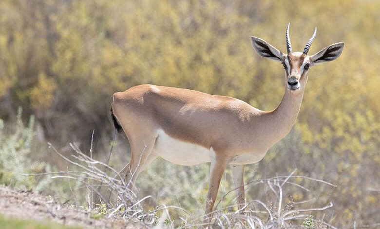 ابوظبی جایزه پایتخت محیط زیست کشورهای عربی را کسب کرد