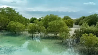 کاشت ۸۵۰ هزار درخت حرا در سواحل ابوظبی