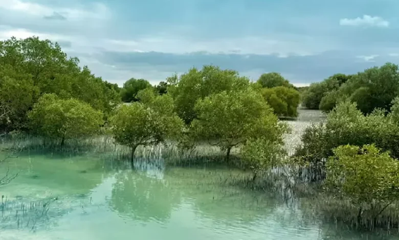 کاشت ۸۵۰ هزار درخت حرا در سواحل ابوظبی