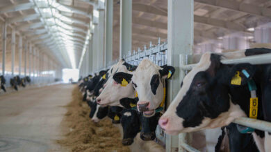 شارجه مزرعه لبنی ملیحه را افتتاح کرد