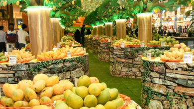 جشنواره انبه ها در عود میثاء دبی