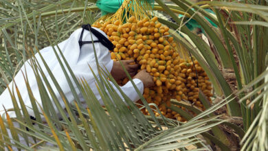 رطب های محبوب برداشت امسال، به بازار امارات رسیدند