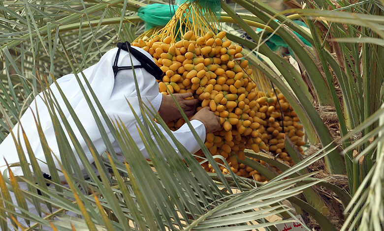 رطب های محبوب برداشت امسال، به بازار امارات رسیدند