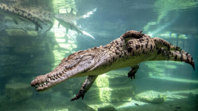 ورودی پارک کروکودیل دبی برای کودکان زیر 11سال رایگان شد