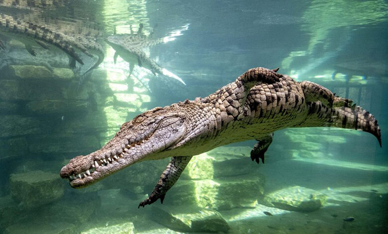 ورودی پارک کروکودیل دبی برای کودکان زیر 11سال رایگان شد