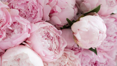 رشد چشم گیر بازار گل در امارات