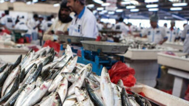 قیمت ماهی در بازار دبی و امارات افزایش یافته است