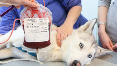 حیوانات خانگی هم میتوانند به هم خون اهدا کنند!