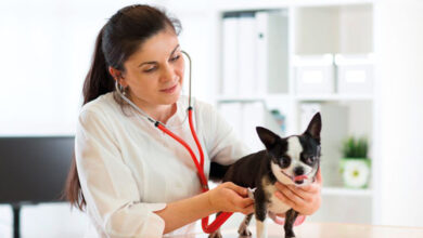 ثروتمندان امارات برای حیوانات خانگی خود پرستار استخدام میکنند!