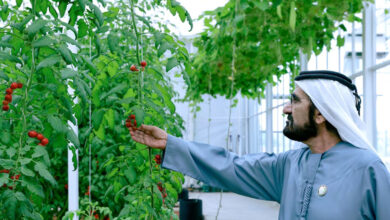برنامه جدید حاکم دبی برای تقویت کشاورزی و کاشت درختان