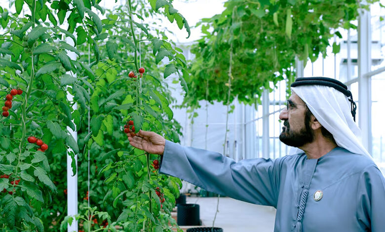 برنامه جدید حاکم دبی برای تقویت کشاورزی و کاشت درختان
