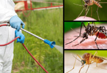 سرویس سم پاشی رایگان شهرداری دبی