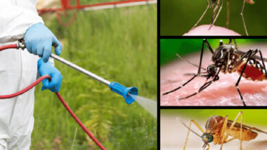 سرویس سم پاشی رایگان شهرداری دبی