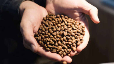 حراج و مزايده قهوه‌های کمیاب، فوریه ۲۰۲۵ در دبى