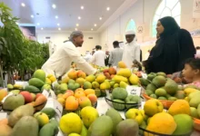 شروع جشنواره انبه در اکسپوی خورفکان